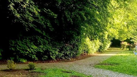 Skradziono hibiskusy i kasztanowca
