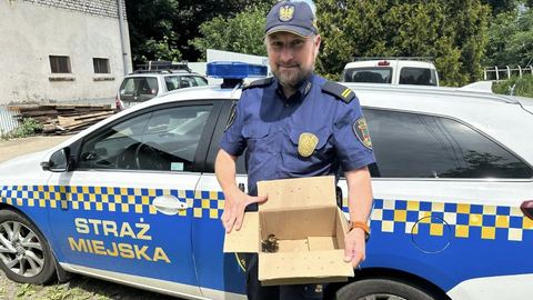 Małe kaczuszki uratowane