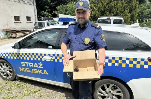 Małe kaczuszki uratowane