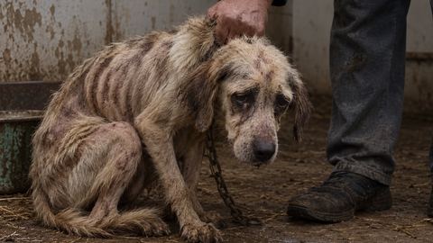 Bestialstwa wobec zwierząt jest coraz więcej. Kat Marcysia usłyszał wyrok
