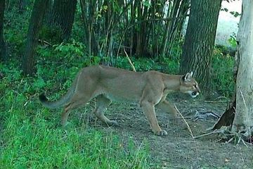 Uwaga: Grasująca puma w regionie!