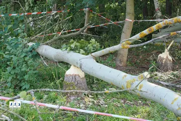 Drzewo runęło na ścieżkę spacerową. Miasto interweniuje