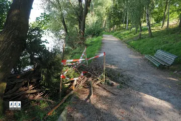 Drzewo runęło na ścieżkę spacerową. Miasto interweniuje