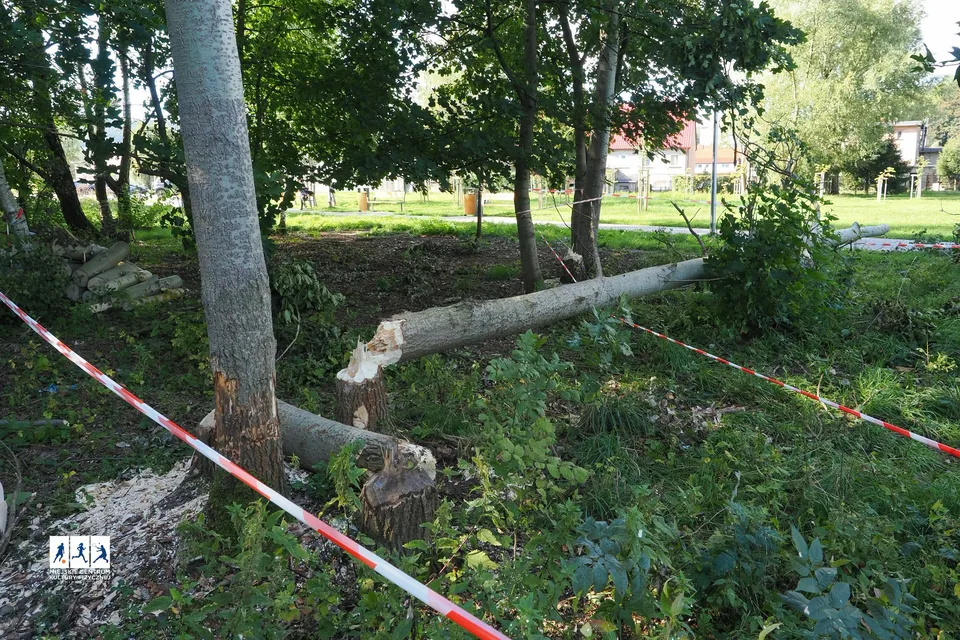 Drzewo runęło na ścieżkę spacerową. Miasto interweniuje