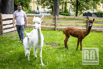 Pierwsze zwierzęta już dotarły przed IX Pielgrzymką Dzieci i Młodzieży