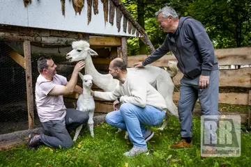 Pierwsze zwierzęta już dotarły przed IX Pielgrzymką Dzieci i Młodzieży