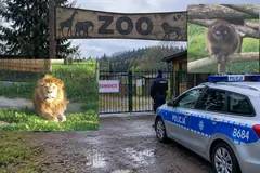 Zatrzymanych już 5 osób. Specjaliści sprawdzają stan zwierząt w Zoo Łączna!