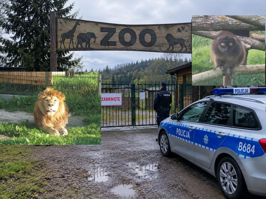 Zatrzymanych już 5 osób. Specjaliści sprawdzają stan zwierząt w Zoo Łączna!