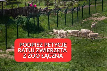 Petycja w obronie Zoo Łączna. Żądają sprawiedliwego procesu i ochrony zwierząt!