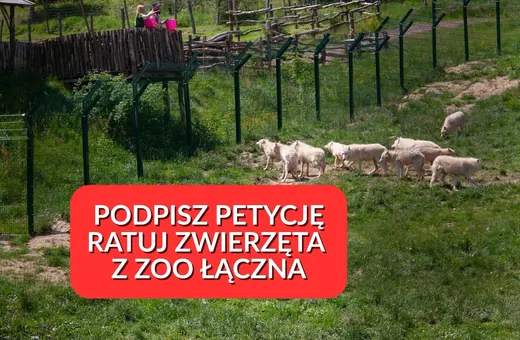 Petycja w obronie Zoo Łączna. Żądają sprawiedliwego procesu i ochrony zwierząt!