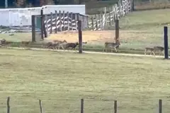 Kolejny dzień protestów. Zwierzęta się wydostają i biegają po Zoo Łączna [WIDEO]