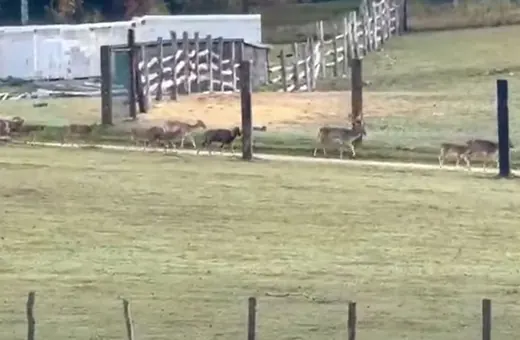 Kolejny dzień protestów. Zwierzęta się wydostają i biegają po Zoo Łączna [WIDEO]