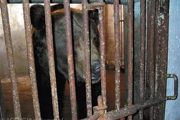 "O nieprawidłowościach w Zoo Łączna wiadomo od lat". Czy to nie kopia sytuacji z niedźwiedziem Mago sprzed 20 lat?