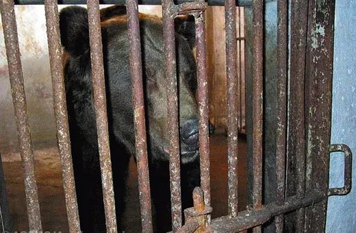 "O nieprawidłowościach w Zoo Łączna wiadomo od lat". Czy to nie kopia sytuacji z niedźwiedziem Mago sprzed 20 lat?
