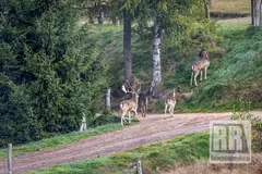 Jedna z fundacji wycofuje się z dalszej, doraźnej opieki w Zoo Łączna