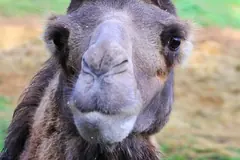 Zwierzęta z Zoo Łączna pod nadzorem burmistrza Mieroszowa. Koniec z relokacją!