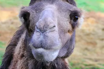 Zwierzęta z Zoo Łączna pod nadzorem burmistrza Mieroszowa. Koniec z relokacją!