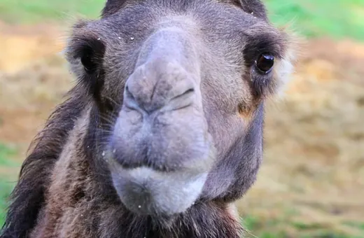 Zwierzęta z Zoo Łączna pod nadzorem burmistrza Mieroszowa. Koniec z relokacją!