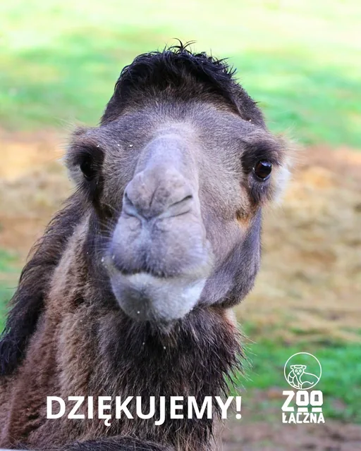 Zwierzęta z Zoo Łączna pod nadzorem burmistrza Mieroszowa. Koniec z relokacją!