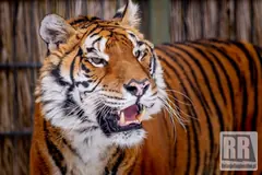 Tygrys wróci do Zoo Łączna?!