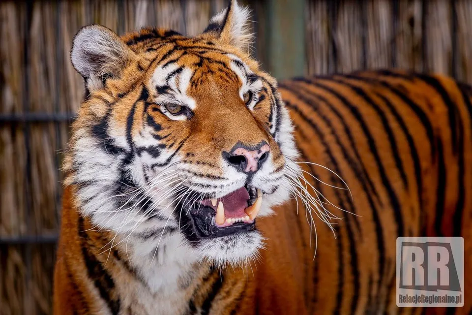 Tygrys wróci do Zoo Łączna?!
