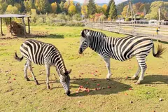 Zoo Łączna pozostaje zamknięte. Trwają rozmowy o finansowaniu [KOMUNIKAT]