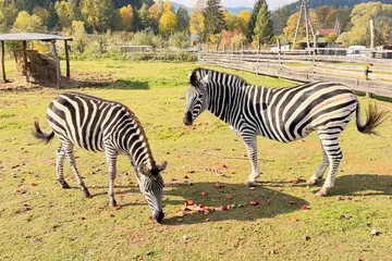 Zoo Łączna pozostaje zamknięte. Trwają rozmowy o finansowaniu [KOMUNIKAT]