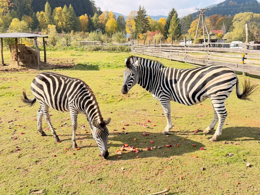 Zoo Łączna pozostaje zamknięte. Trwają rozmowy o finansowaniu [KOMUNIKAT]