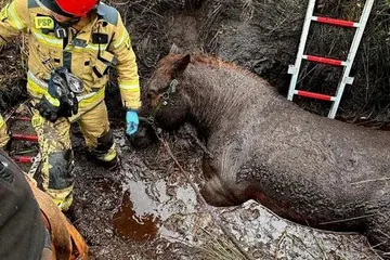 Strażacy wyrwali konia ze śmiertelnej pułapki
