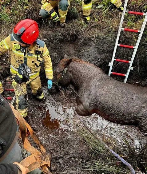 Strażacy wyrwali konia ze śmiertelnej pułapki