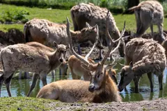 Zwierzęta wracają pod opiekę właściciela Zoo Łączna!