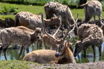 Zwierzęta wracają pod opiekę właściciela Zoo Łączna!