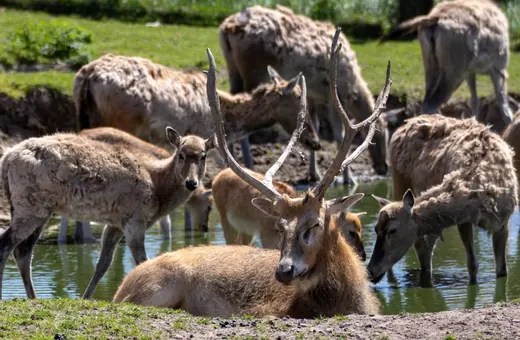 Zwierzęta wracają pod opiekę właściciela Zoo Łączna!