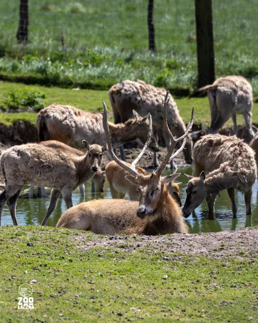 Zwierzęta wracają pod opiekę właściciela Zoo Łączna!
