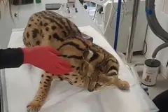 Piątka serwali wraciła do Zoo Łączna! [WIDEO]