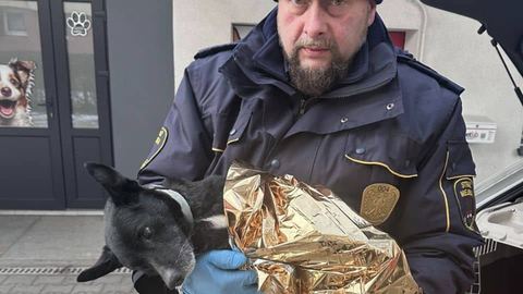 Pies konający w śnieżnej zaspie