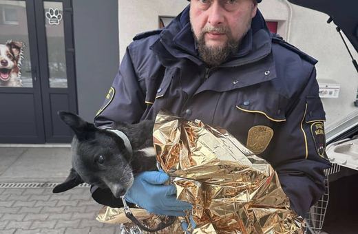 Pies konający w śnieżnej zaspie