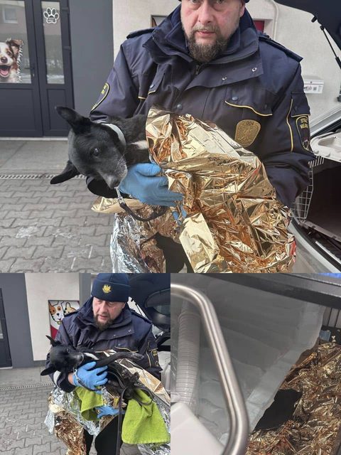 Pies konający w śnieżnej zaspie