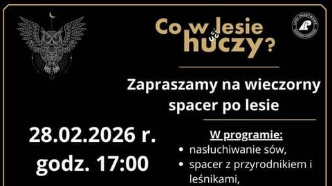 Wieczorny spacer po lesie