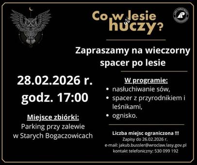 Wieczorny spacer po lesie