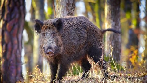 Rezerwat przyrody obok Rybnicy Leśnej? Co to znaczy dla mieszkańców?