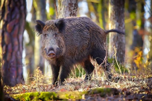 Rezerwat przyrody obok Rybnicy Leśnej? Co to znaczy dla mieszkańców?