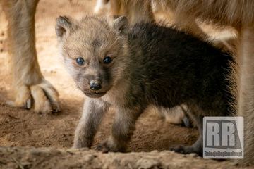 Młode wilki w ZOO Łączna
