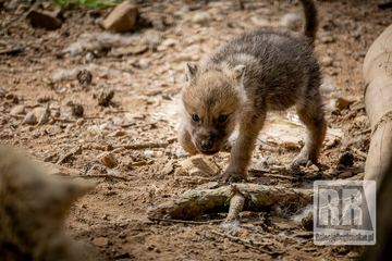 Młode wilki w ZOO Łączna