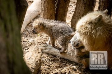 Młode wilki w ZOO Łączna