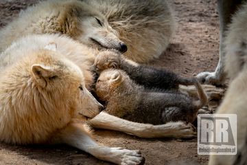 Młode wilki w ZOO Łączna